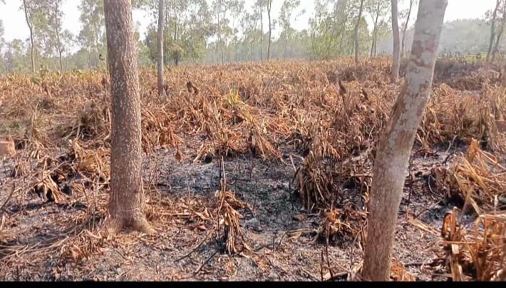 মধুপুর বনের ৭৫ একর ভূমি জবরদখলের পায়তারা, গাছ নিধনের পর আগুন